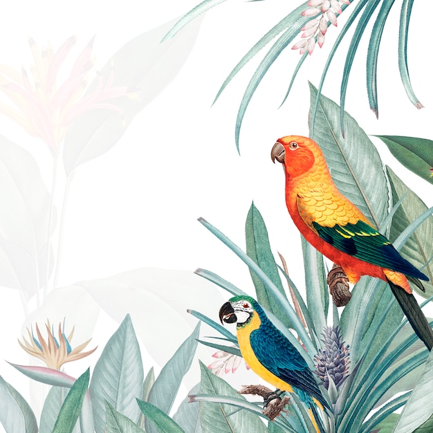 Illustration de maquette tropicale Macaw