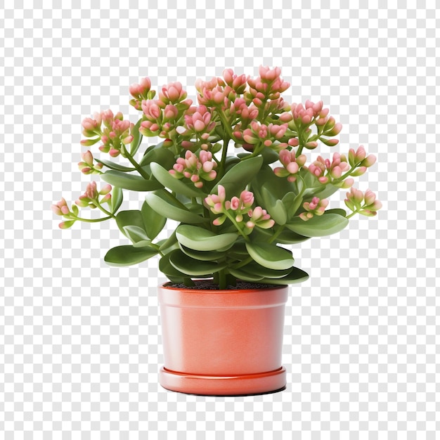 PSD gratuit un kalanchoe lariniata en pot est une belle plante décorative dans la cour de la maison isolée sur un fond transparent