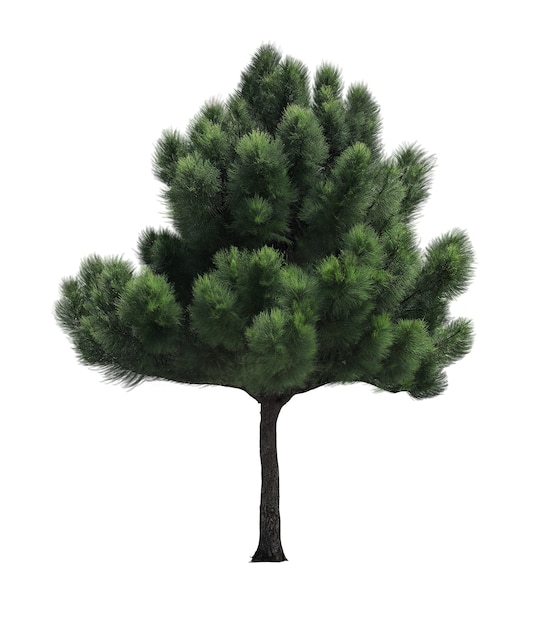 PSD gratuit un magnifique arbre vert