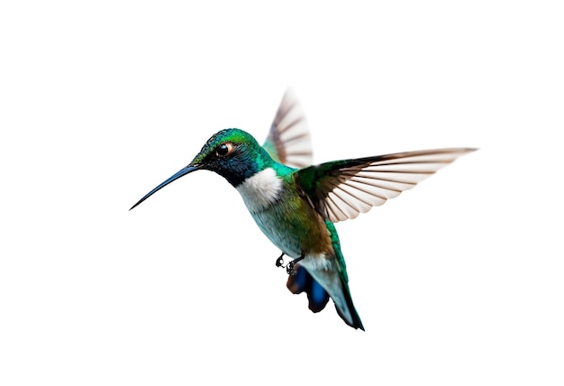 PSD gratuit oiseau colibri isolé