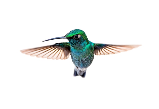 PSD gratuit oiseau colibri isolé