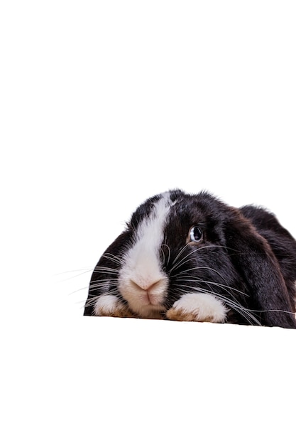 PSD gratuit portrait d'animal de compagnie de lapin mignon