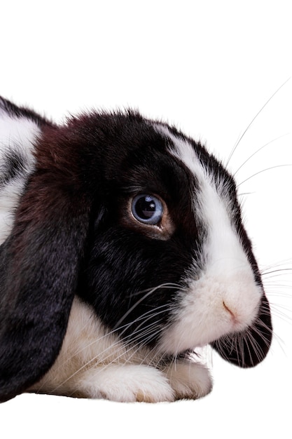 PSD gratuit portrait d'animal de compagnie de lapin mignon