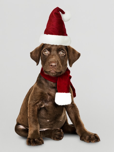 PSD gratuit portrait d&#39;un mignon chiot labrador retriever coiffé d&#39;un bonnet de noel