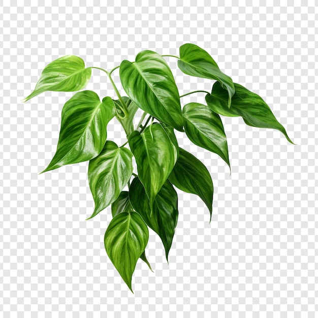 Pothos Epipremnum Aureum fleur png isolée sur un fond transparent