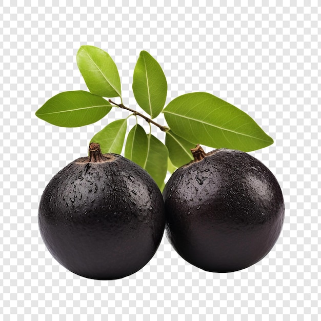 Sapote noir isolé sur fond transparent