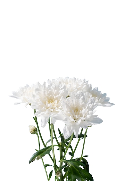 Vue de la belle fleur de marguerite en fleurs