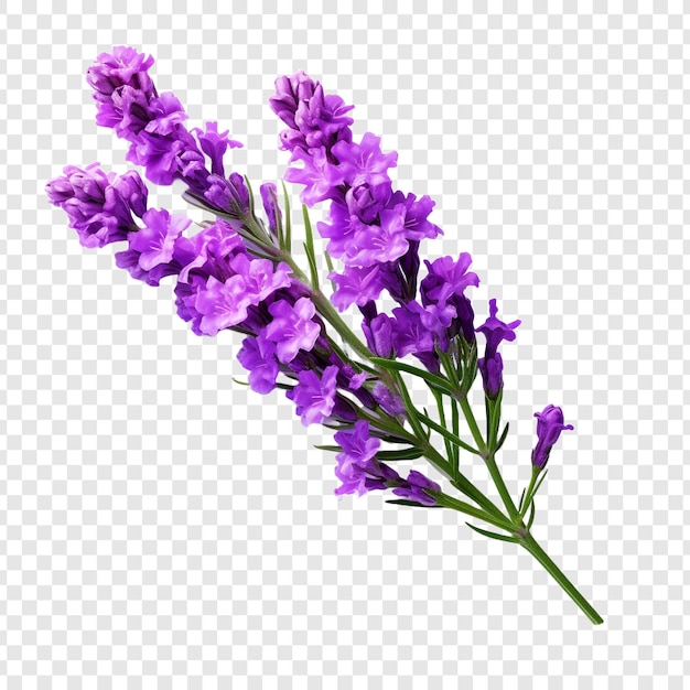 Flor de estática png isolada em fundo transparente