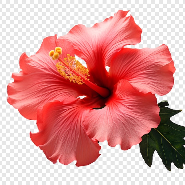 PSD grátis flor de hibisco ao pôr-do-sol isolada em fundo transparente