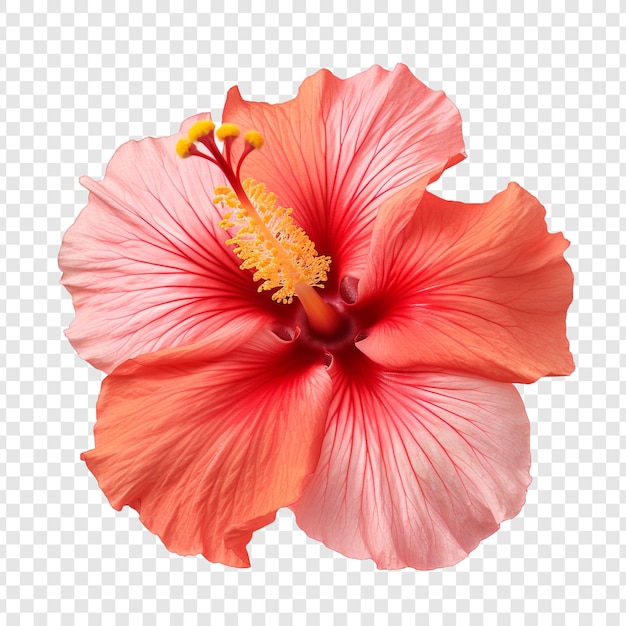 PSD grátis flor de hibisco isolada em fundo transparente