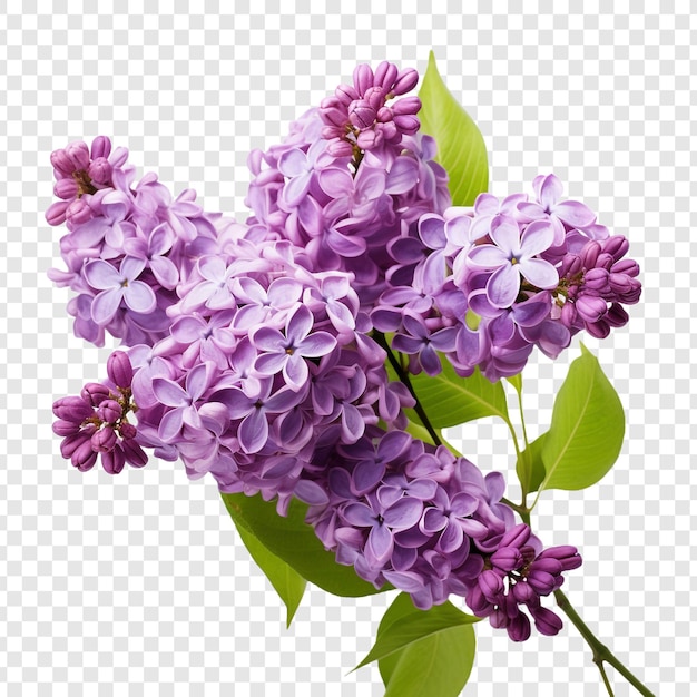 PSD grátis flor de lilás png isolada em fundo transparente