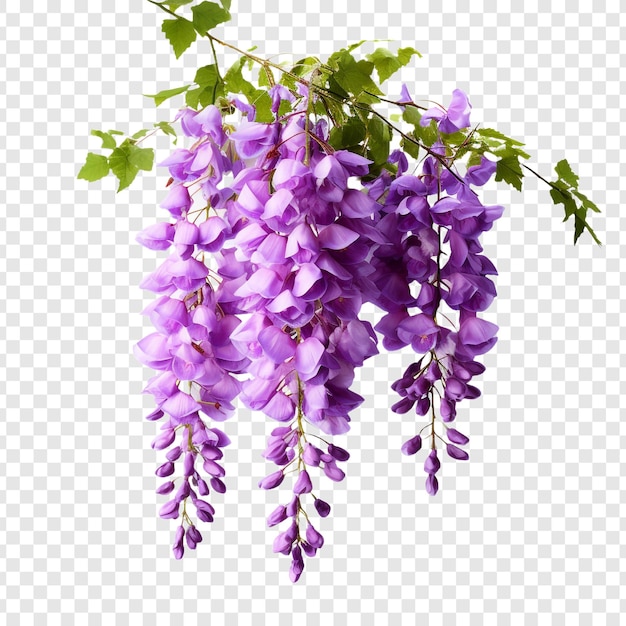 PSD grátis flor de wisteria png isolada em fundo transparente