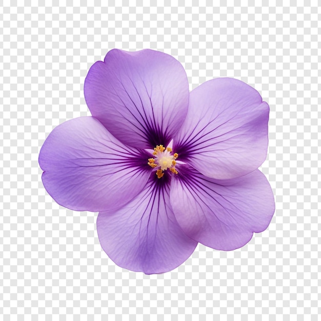 PSD grátis flor violeta isolada em fundo transparente