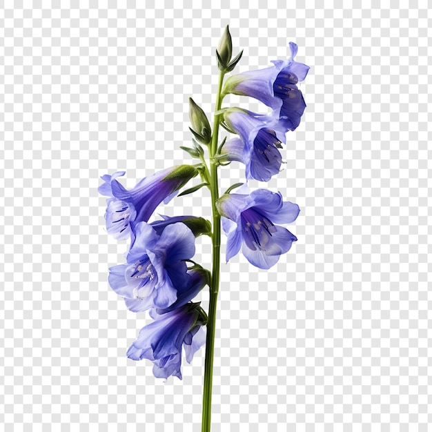 PSD grátis larkspur flor png isolado em fundo transparente