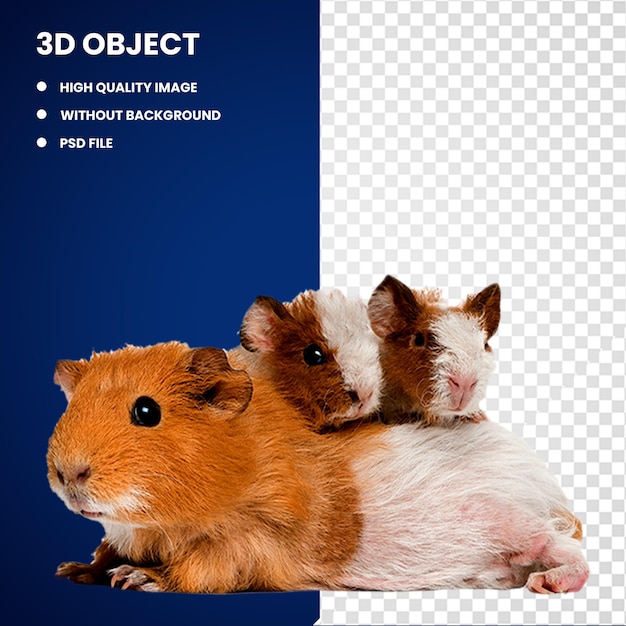 PSD ads