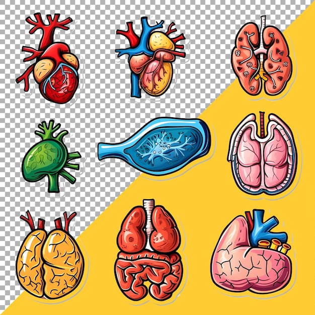 PSD 3d organs humains définissent le style de l'autocollant sur un fond transparent ai généré