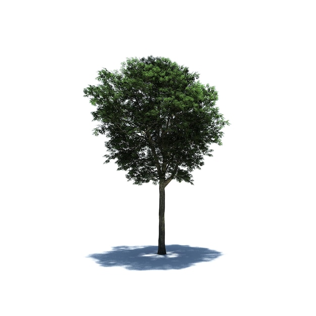 Albero autonomo