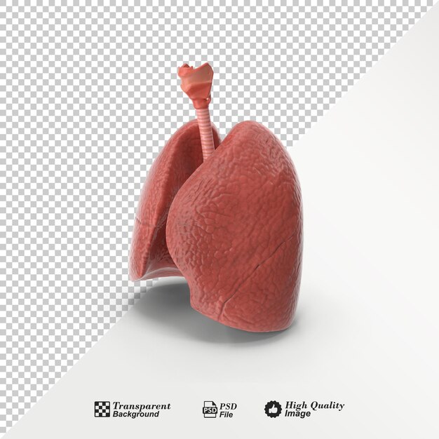 PSD anatomie du poumon humain