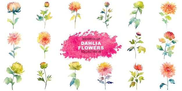 PSD aquarelle peinte dans le style des fleurs de dahlia isolées sur un fond transparent