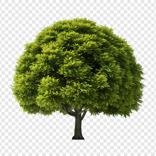 PSD un arbre avec un arbre vert sur un fond transparent