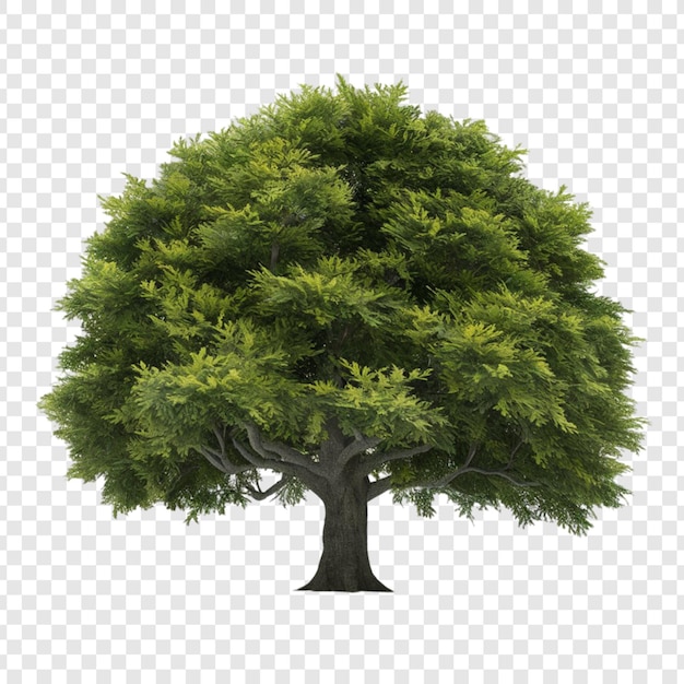 PSD arbre png isolé sur un fond transparent