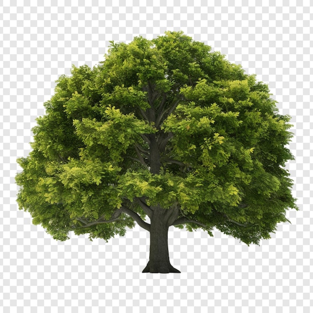 PSD arbre png isolé sur un fond transparent