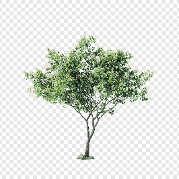 Un arbre vert au feuillage luxuriant isolé sur un fond blanc