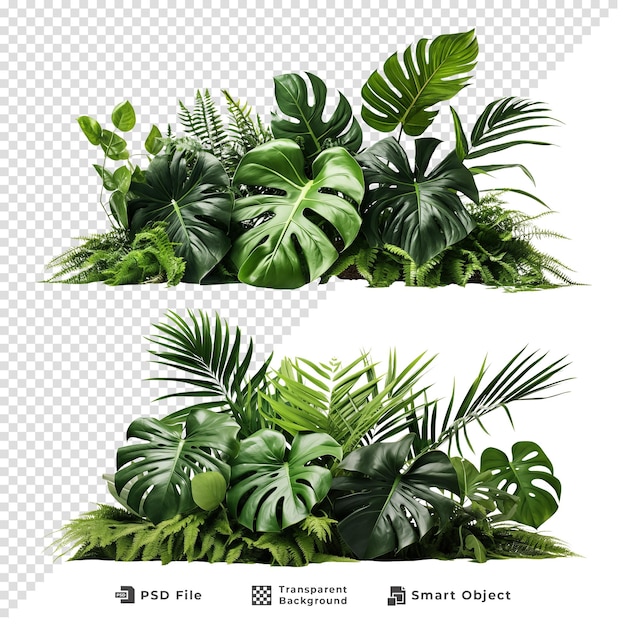 PSD arbusto verde de plantas tropicais isolado em fundo transparente