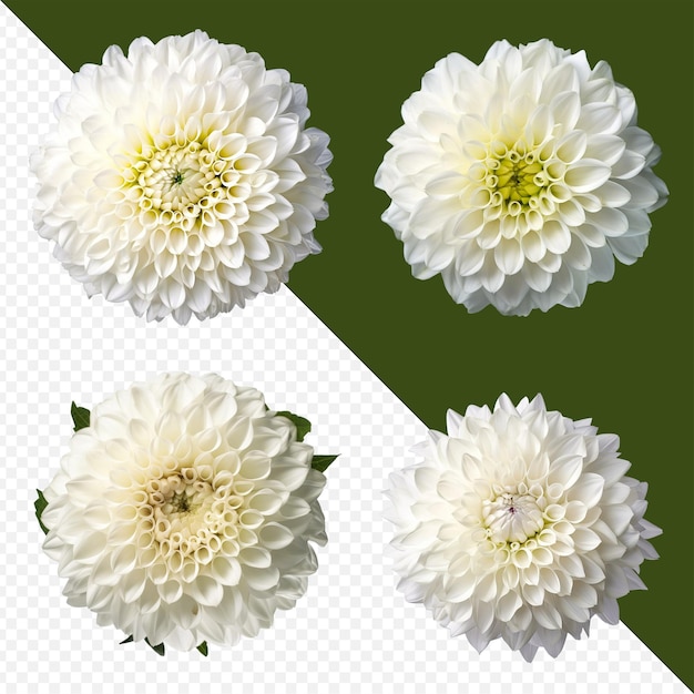 PSD assortiment de têtes de fleurs de dahlia blanc sur fond png transparent