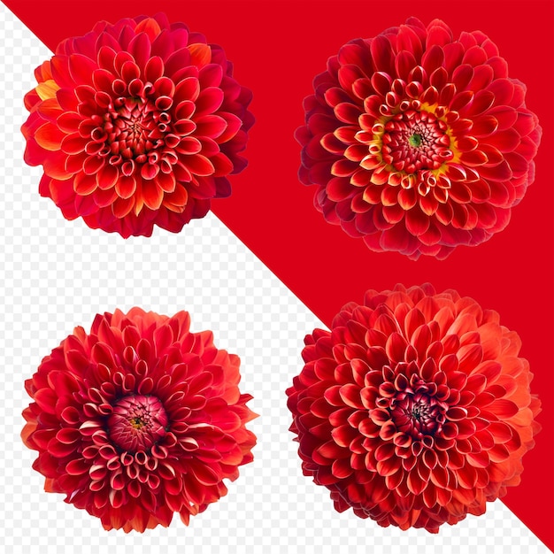 PSD assortiment de têtes de fleurs de dahlia rouge sur fond png transparent