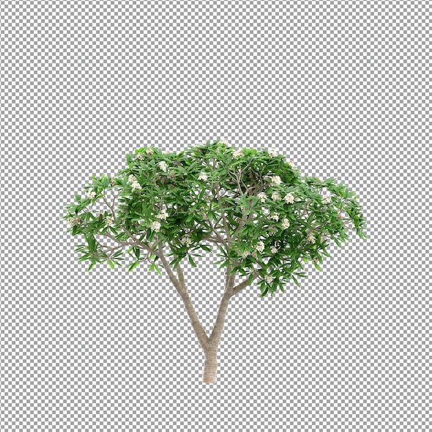 Belle plante en rendu 3d isolé