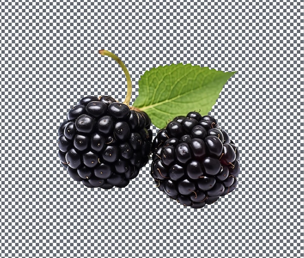 PSD blackberry naturel et frais isolé sur un fond transparent