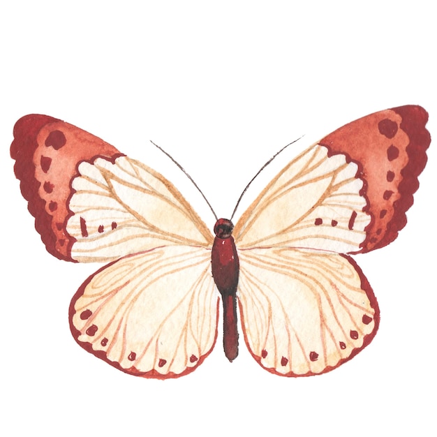 Borboleta pintada em aquarela Elementos de design desenhados à mão isolados no fundo branco