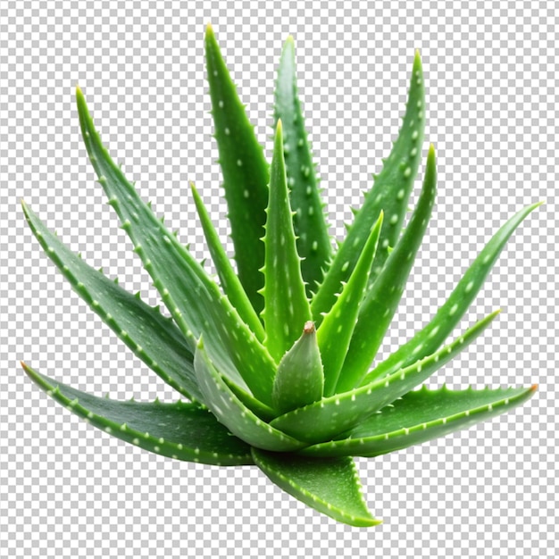 branche d'aloe vera