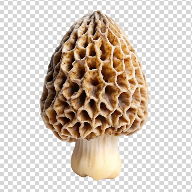 Cogumelo Morel Isolado em fundo transparente