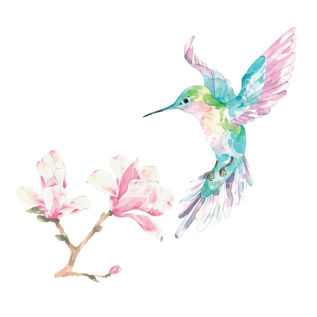 PSD colibri dessiné et magnolie aquarelle colibri magnolie oiseau et fleur