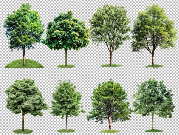 PSD collecte d'arbres