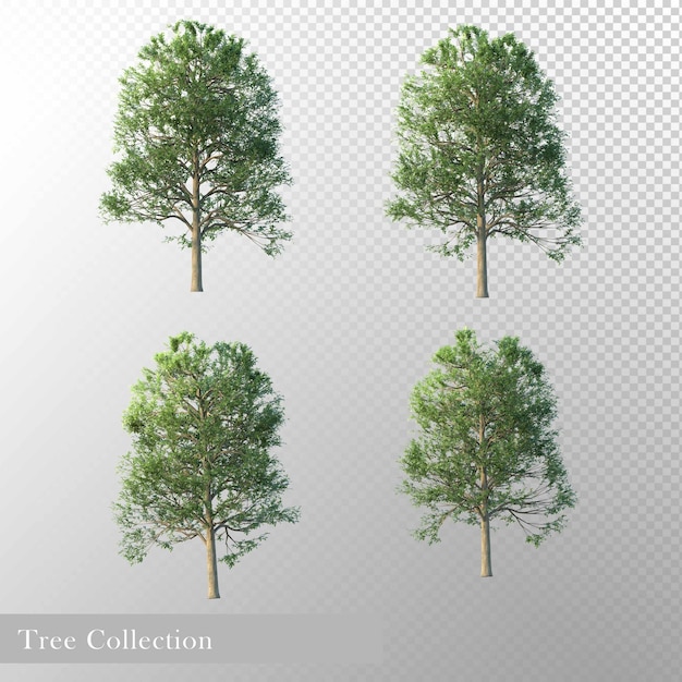 PSD une collection d'arbres de la collection de différentes tailles