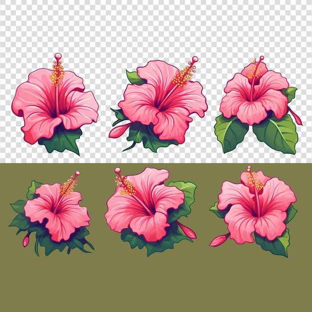 PSD une collection de fleurs d'hibiscus sur un fond transparent