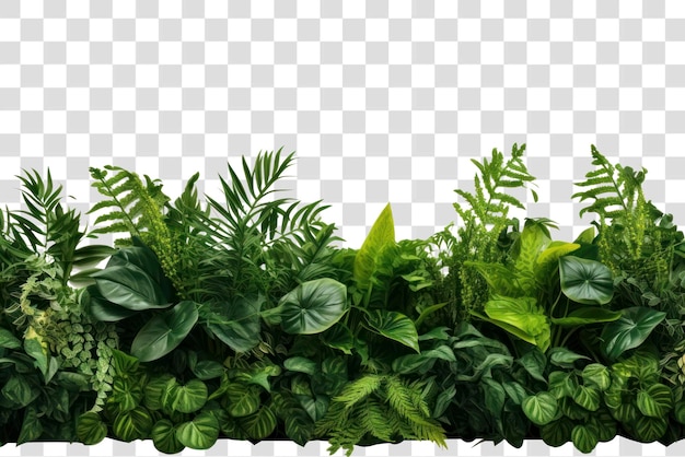 PSD conception de la bordure avec du feuillage vert luxuriant