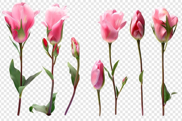 PSD conjunto de flores de botão rosa isoladas em fundo transparente