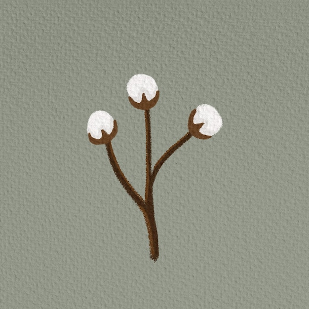 PSD cotton flower illustration cotton bianco con rami illustration