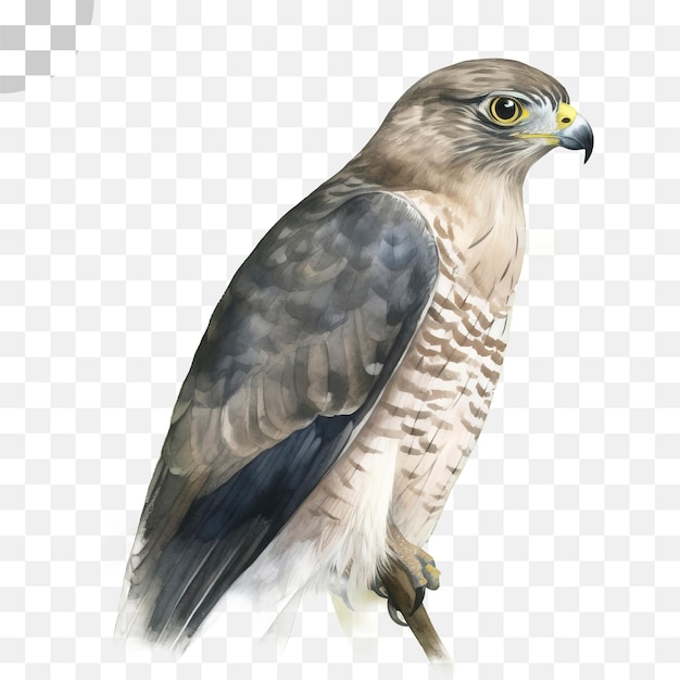 PSD der falke des falken - falke png herunterladen