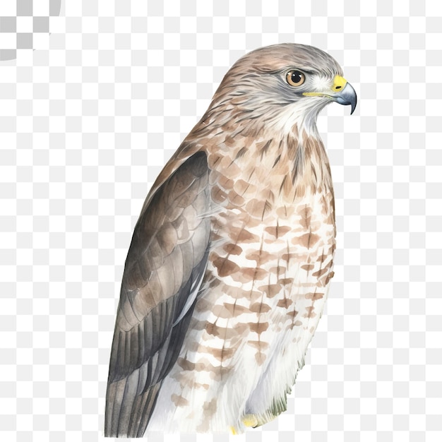 PSD der falke - greifvogel png, transparentes png