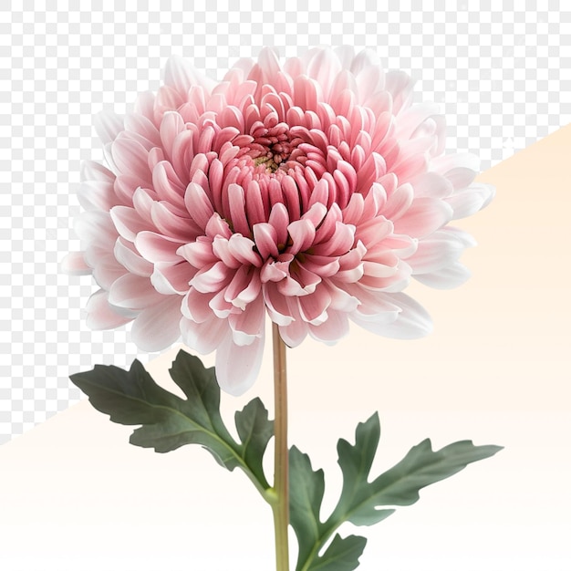 PSD un dessin d'une fleur avec les mots dahlia dessus