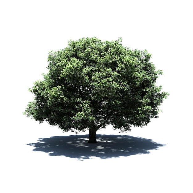 Eigenständiger Baum