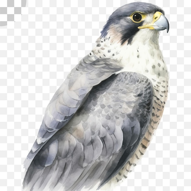 PSD ein aquarellgemälde eines greifvogels - vogel png, transparentes png