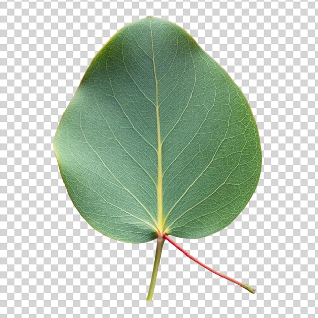 PSD ein blatt mit einem roten stamm auf durchsichtigem hintergrund