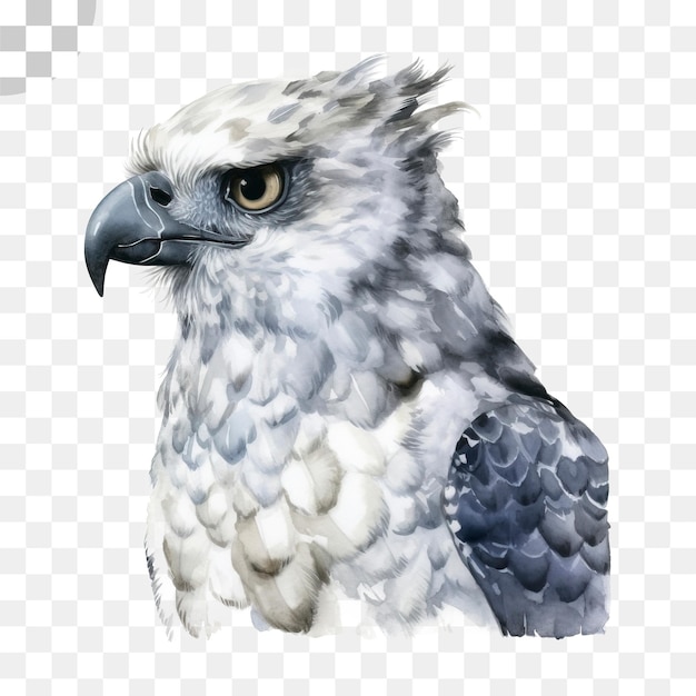 PSD eine zeichnung eines vogels mit weißen und grauen federn und einem gelben auge ist ein vogel-png - png-download