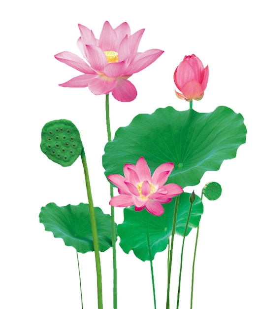 PSD eine zeichnung von lotusblumen mit dem wort lotus auf der unterseite